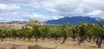 Viñedo en la Rioja Alavesa