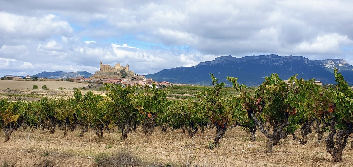 Viñedo en la Rioja Alavesa con la Sierra de Cantabria al fondo