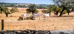Vaca blanca Cacereña