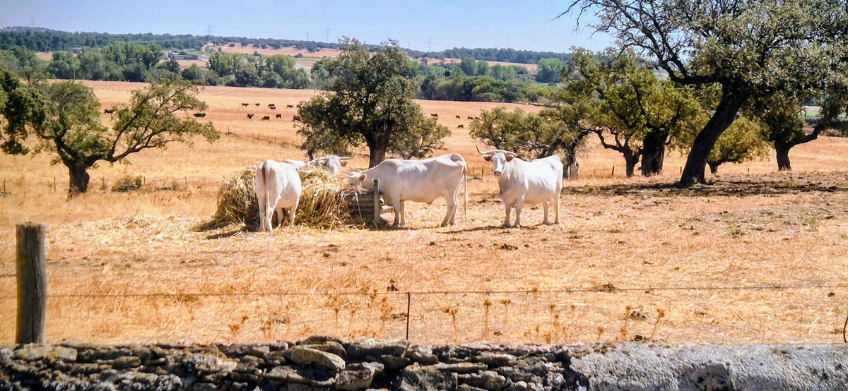 Vaca blanca Cacereña