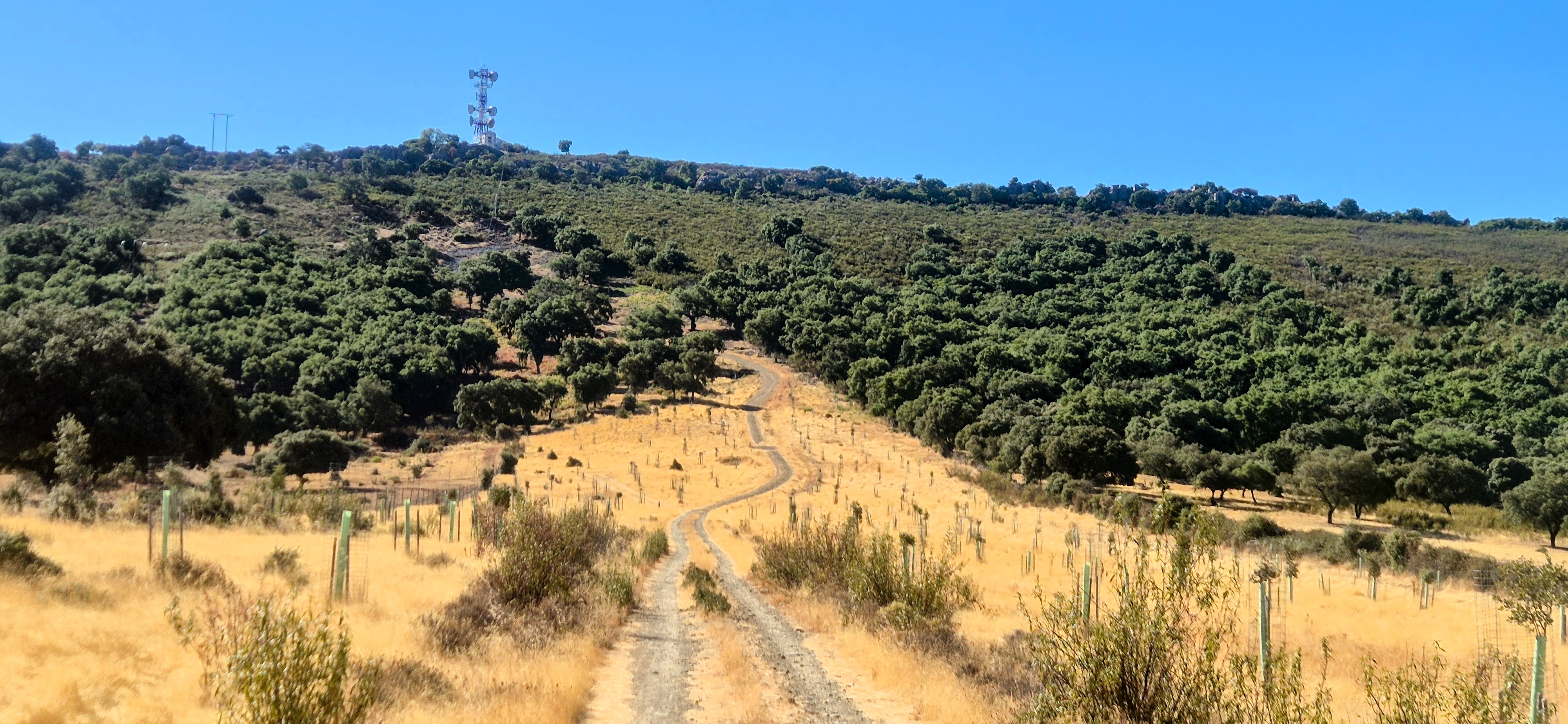Cañada Real Trujillana a través de la dehesa del parque nacional