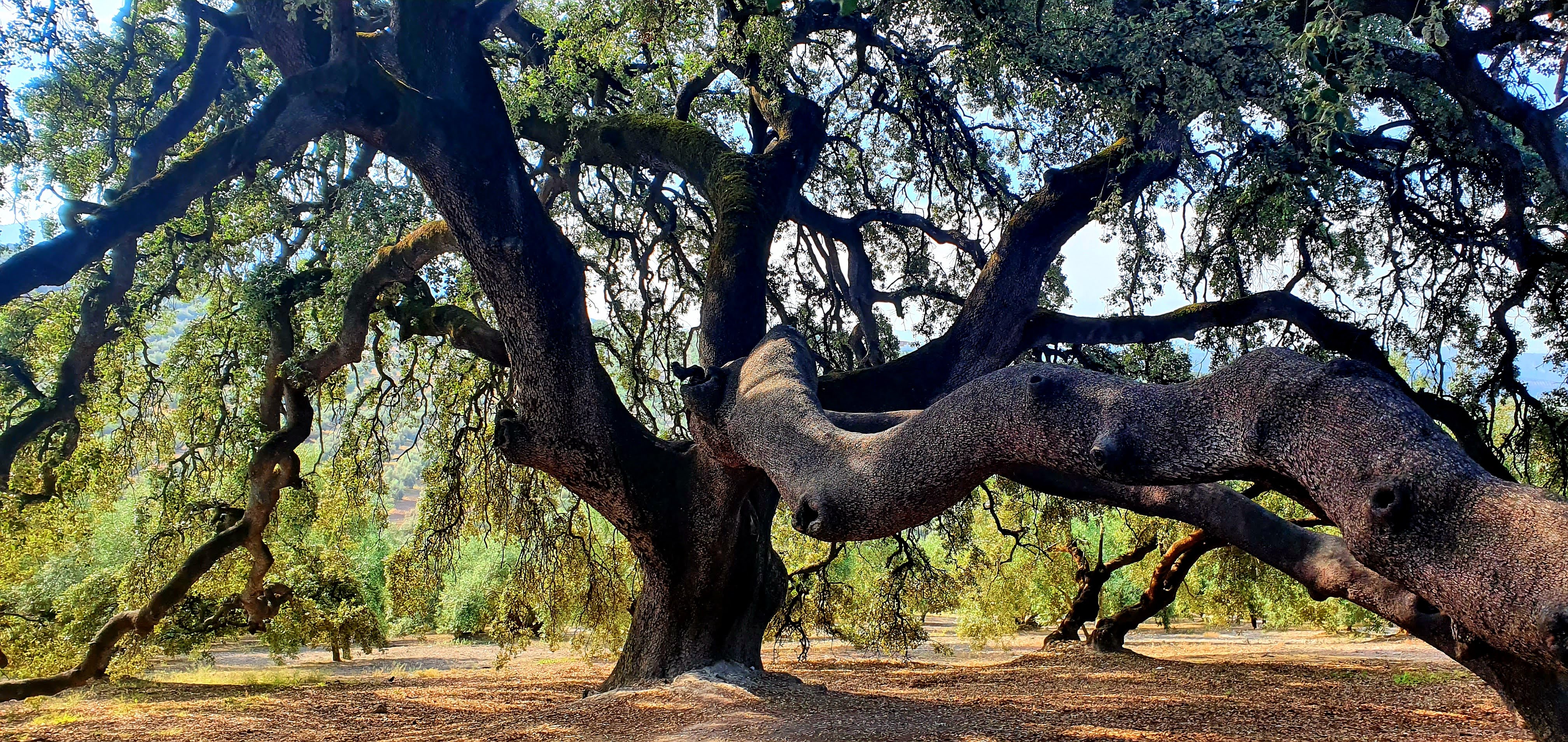 Encina Milenaria